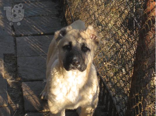 KANGAL